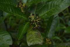 Psychotria octosulcata
