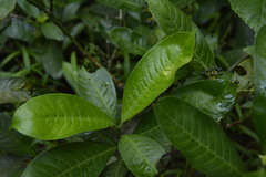 Psychotria octosulcata