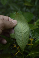 Psychotria octosulcata