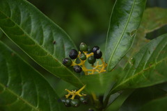 Psychotria octosulcata