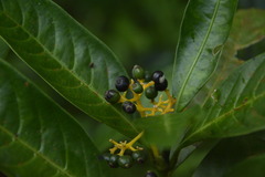 Psychotria octosulcata