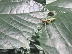 Neorthacris