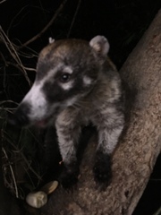 Nasua narica yucatanica