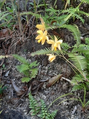 Spathoglottis pubescens
