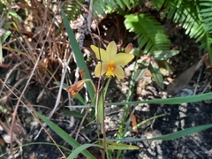 Spathoglottis pubescens