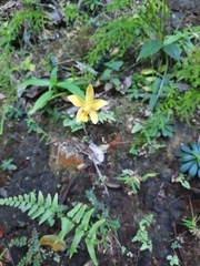 Spathoglottis pubescens