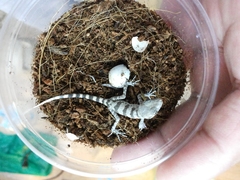 Tenuidactylus elongatus