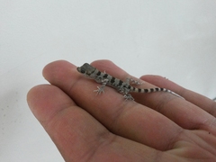Tenuidactylus elongatus