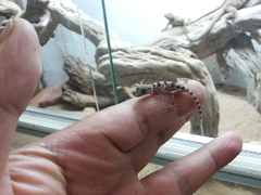 Tenuidactylus elongatus