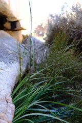 Tetraria triangularis