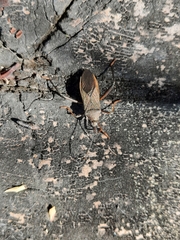 Notobitus