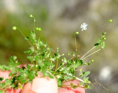 Pharnaceum serpyllifolium