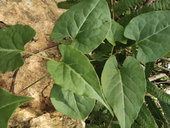 Reynoutria multiflora