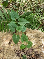 Reynoutria multiflora