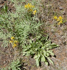 Senecio integerrimus