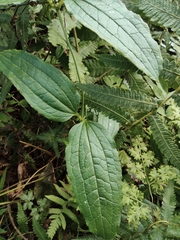 Smilax riparia