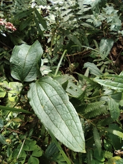Smilax riparia