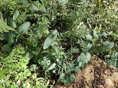 Smilax riparia