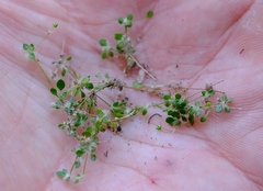 Pharnaceum serpyllifolium