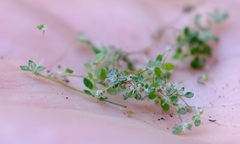 Pharnaceum serpyllifolium