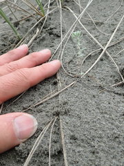 Ozothamnus leptophyllus