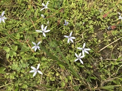 Isotoma