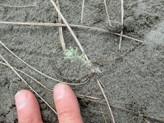 Ozothamnus leptophyllus