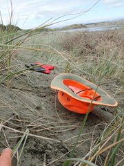 Ozothamnus leptophyllus