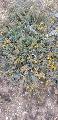 Pultenaea procumbens