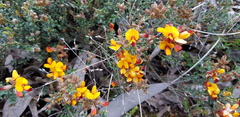 Pultenaea procumbens