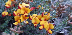 Pultenaea procumbens