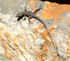 Hemicordylus capensis