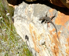 Hemicordylus capensis
