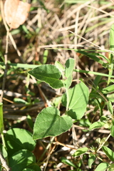 Matelea biflora