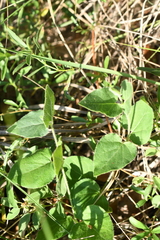 Matelea biflora