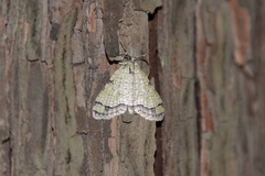 Episteira nigrilinearia