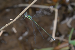 Lestes temporalis