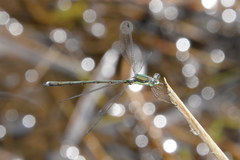 Lestes temporalis