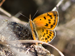 Lycaena ottomanus