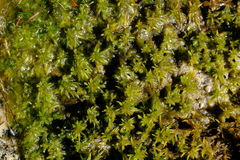 Sphagnum truncatum