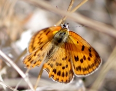 Lycaena ottomanus
