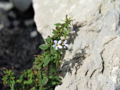 Chaenostoma integrifolium