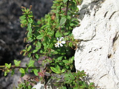 Chaenostoma integrifolium