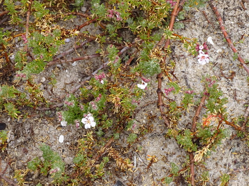 Image of Frankenia repens by (c) Shaun Swanepoel, some rights reserved (CC BY)