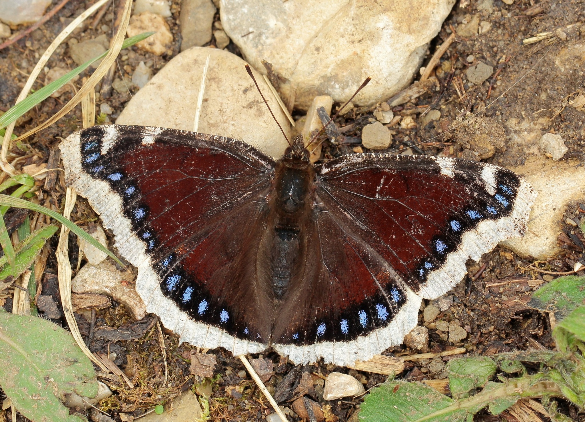 a mourning cloak butterfly with their wings opened, resting on the ground. They are pictured from above