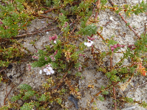 Image of Frankenia repens by (c) Shaun Swanepoel, some rights reserved (CC BY)