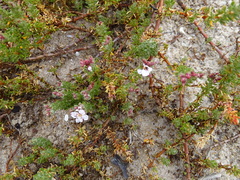 Frankenia repens