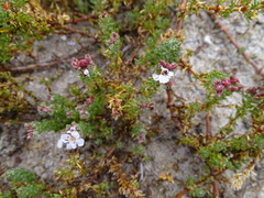 Frankenia repens