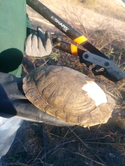 Actinemys marmorata pallida