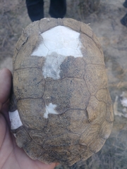 Actinemys marmorata pallida